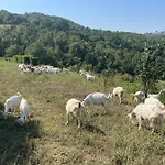 Villa Buyukbalkan Mansion, Charming Farmhouse, Altinova Yalova